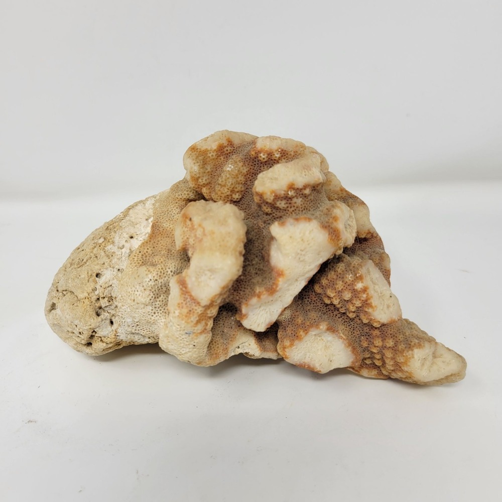 Natural Coral Rock Specimen 6" 1 lb 6.5 oz Unique Oceanic Decor